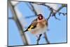 Goldfinch perched on twig in garden hedge, Scotland-Laurie Campbell-Mounted Photographic Print