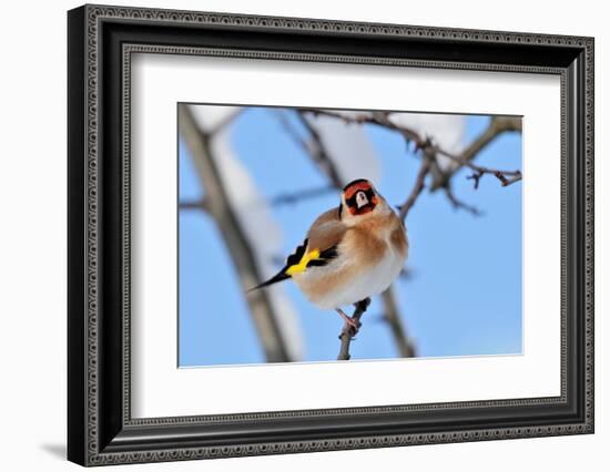 Goldfinch perched on twig in garden hedge, Scotland-Laurie Campbell-Framed Photographic Print
