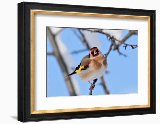 Goldfinch perched on twig in garden hedge, Scotland-Laurie Campbell-Framed Photographic Print