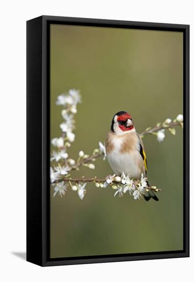 Goldfinch Spring Blossom-null-Framed Premier Image Canvas