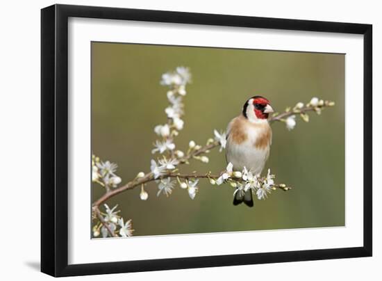 Goldfinch Spring Blossom-null-Framed Photographic Print