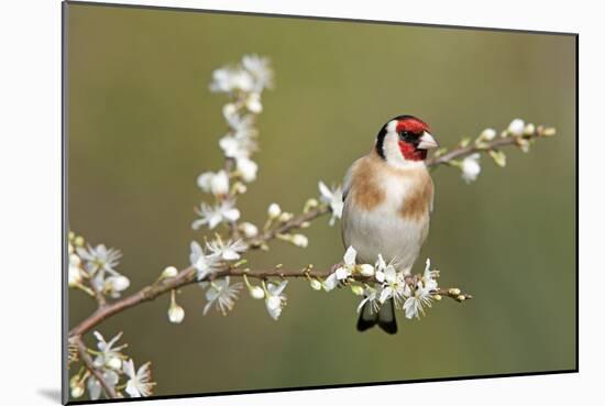 Goldfinch Spring Blossom-null-Mounted Photographic Print