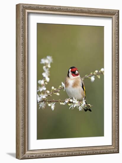 Goldfinch Spring Blossom-null-Framed Photographic Print