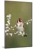 Goldfinch Spring Blossom-null-Mounted Photographic Print