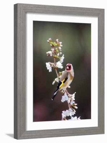 Goldfinch-Colin Varndell-Framed Photographic Print