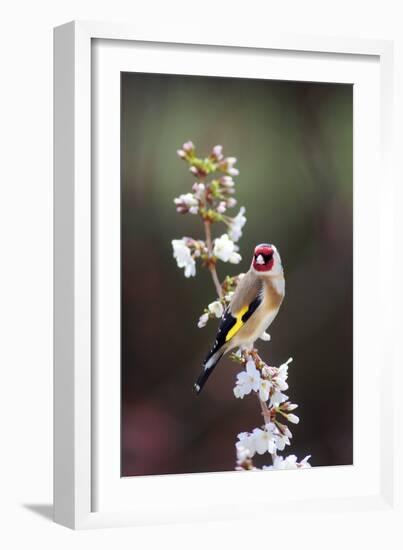 Goldfinch-Colin Varndell-Framed Photographic Print