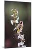 Goldfinch-Colin Varndell-Mounted Photographic Print