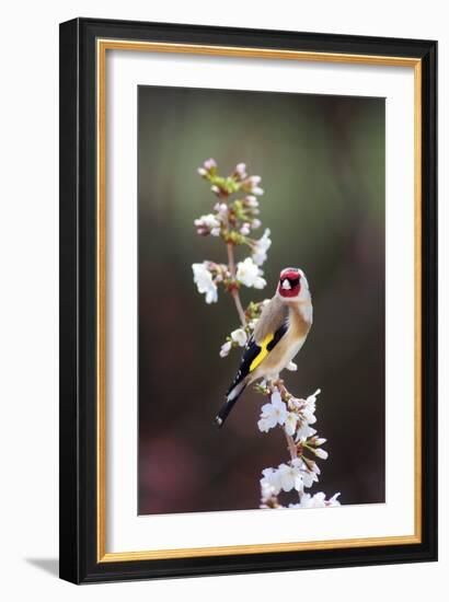 Goldfinch-Colin Varndell-Framed Photographic Print