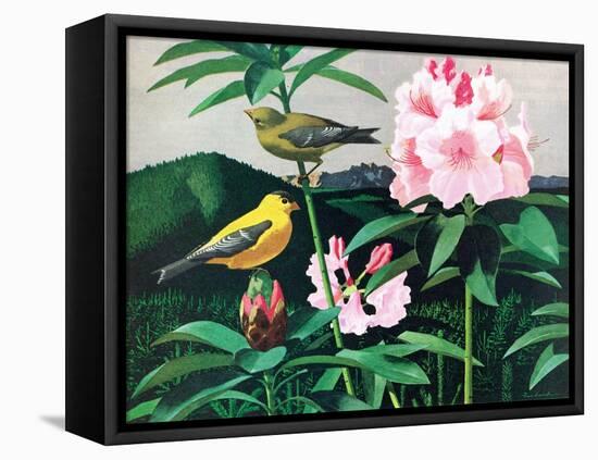 Goldfinch-Fred Ludekens-Framed Premier Image Canvas