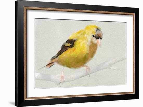 Goldfinch-Sarah Butcher-Framed Art Print