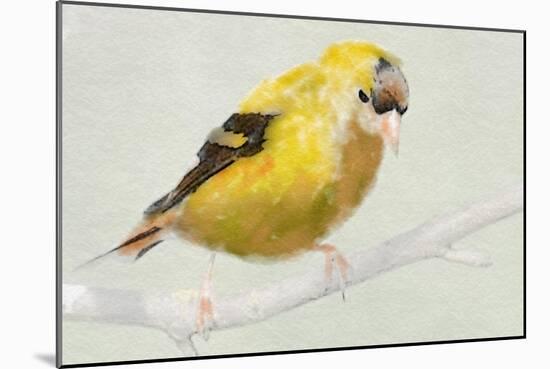 Goldfinch-Sarah Butcher-Mounted Art Print