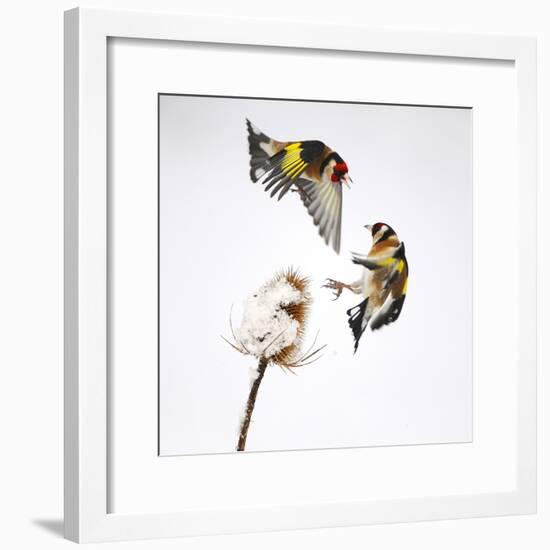 Goldfinches (Carduelis Carduelis) Squabbling over Teasel Seeds in Winter. Cambridgeshire, UK-Mark Hamblin-Framed Photographic Print