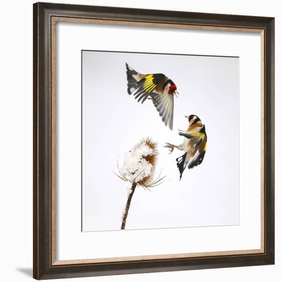 Goldfinches (Carduelis Carduelis) Squabbling over Teasel Seeds in Winter. Cambridgeshire, UK-Mark Hamblin-Framed Photographic Print