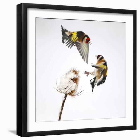 Goldfinches (Carduelis Carduelis) Squabbling over Teasel Seeds in Winter. Cambridgeshire, UK-Mark Hamblin-Framed Photographic Print