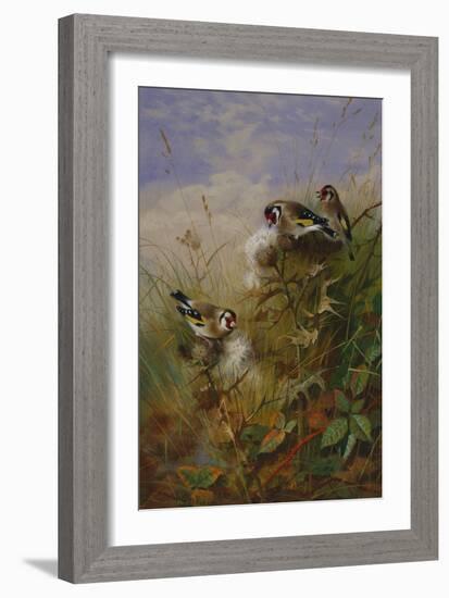 Goldfinches on Thistles-Archibald Thorburn-Framed Giclee Print