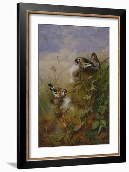 Goldfinches on Thistles-Archibald Thorburn-Framed Giclee Print