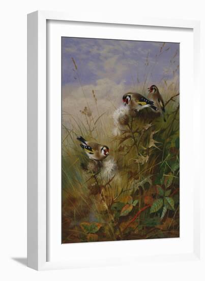 Goldfinches on Thistles-Archibald Thorburn-Framed Giclee Print