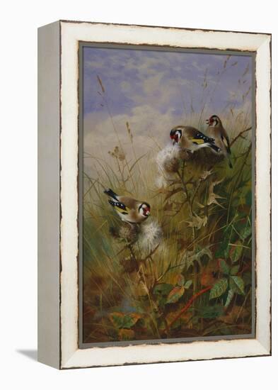 Goldfinches on Thistles-Archibald Thorburn-Framed Premier Image Canvas