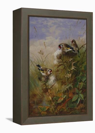 Goldfinches on Thistles-Archibald Thorburn-Framed Premier Image Canvas