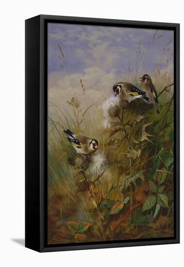 Goldfinches on Thistles-Archibald Thorburn-Framed Premier Image Canvas