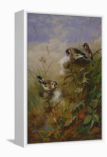 Goldfinches on Thistles-Archibald Thorburn-Framed Premier Image Canvas