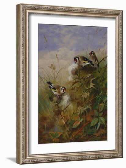 Goldfinches on Thistles-Archibald Thorburn-Framed Giclee Print