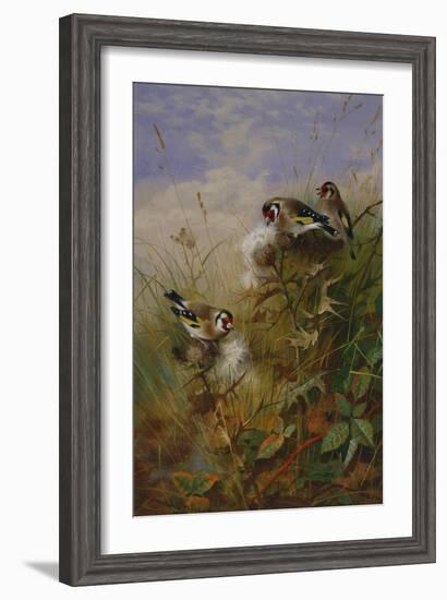 Goldfinches on Thistles-Archibald Thorburn-Framed Giclee Print