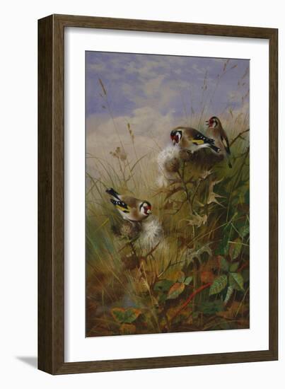 Goldfinches on Thistles-Archibald Thorburn-Framed Giclee Print