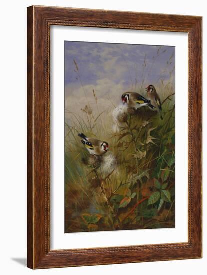 Goldfinches on Thistles-Archibald Thorburn-Framed Giclee Print