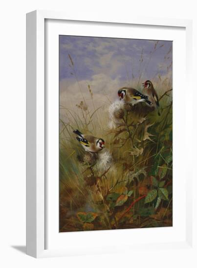 Goldfinches on Thistles-Archibald Thorburn-Framed Giclee Print