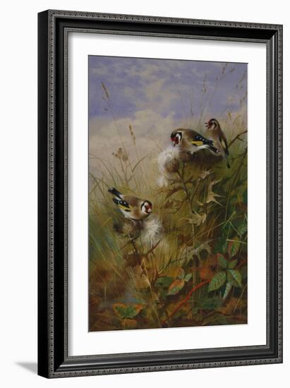 Goldfinches on Thistles-Archibald Thorburn-Framed Giclee Print