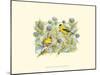 Goldfinches-Janet Mandel-Mounted Art Print
