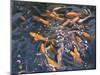 Goldfish, 2010-Andrew Macara-Mounted Giclee Print