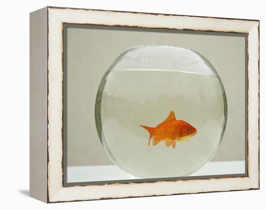 Goldfish Alone in Goldfish Bowl-null-Framed Premier Image Canvas