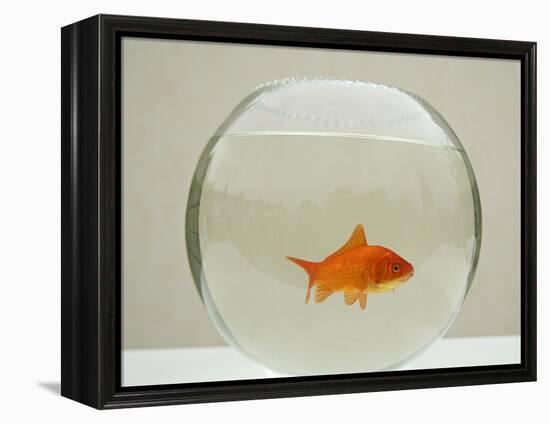 Goldfish Alone in Goldfish Bowl-null-Framed Premier Image Canvas