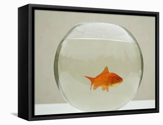 Goldfish Alone in Goldfish Bowl-null-Framed Premier Image Canvas