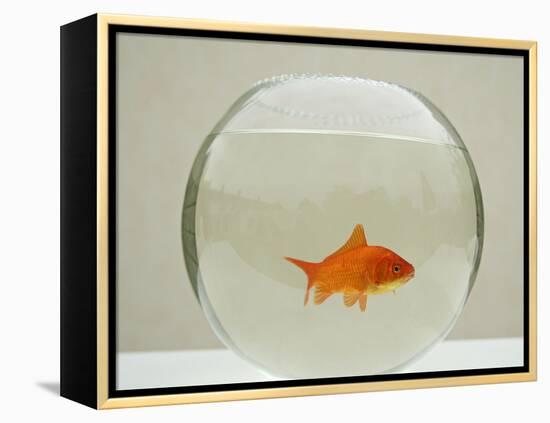 Goldfish Alone in Goldfish Bowl-null-Framed Premier Image Canvas