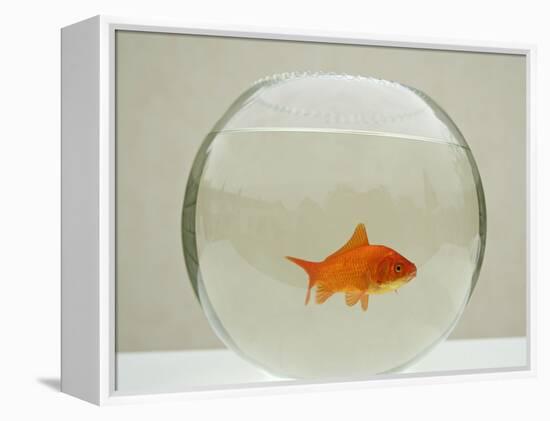 Goldfish Alone in Goldfish Bowl-null-Framed Premier Image Canvas