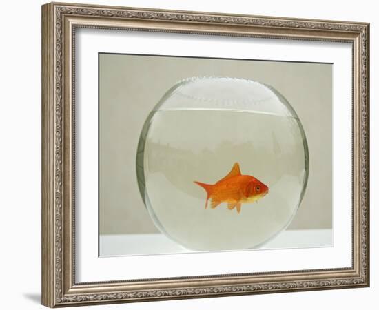 Goldfish Alone in Goldfish Bowl-null-Framed Photographic Print