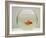 Goldfish Alone in Goldfish Bowl-null-Framed Photographic Print