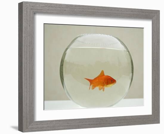 Goldfish Alone in Goldfish Bowl-null-Framed Photographic Print