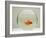 Goldfish Alone in Goldfish Bowl-null-Framed Photographic Print