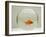 Goldfish Alone in Goldfish Bowl-null-Framed Photographic Print