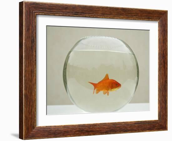 Goldfish Alone in Goldfish Bowl-null-Framed Photographic Print