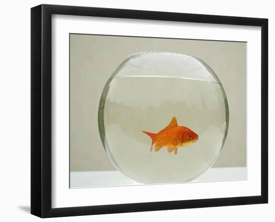 Goldfish Alone in Goldfish Bowl-null-Framed Photographic Print