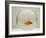 Goldfish Alone in Goldfish Bowl-null-Framed Photographic Print