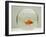 Goldfish Alone in Goldfish Bowl-null-Framed Photographic Print