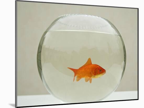 Goldfish Alone in Goldfish Bowl-null-Mounted Photographic Print