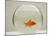 Goldfish Alone in Goldfish Bowl-null-Mounted Photographic Print