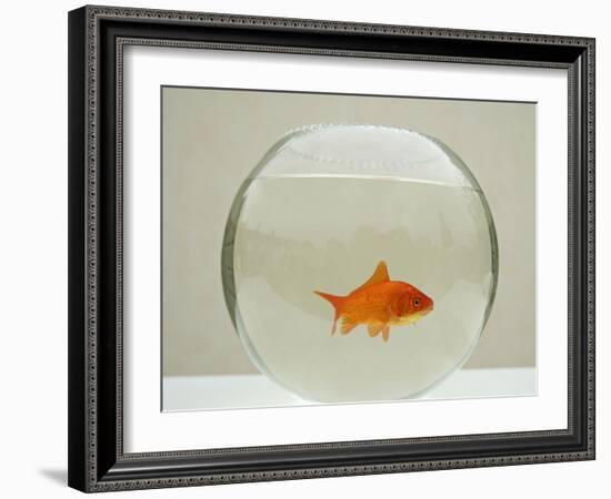 Goldfish Alone in Goldfish Bowl-null-Framed Photographic Print